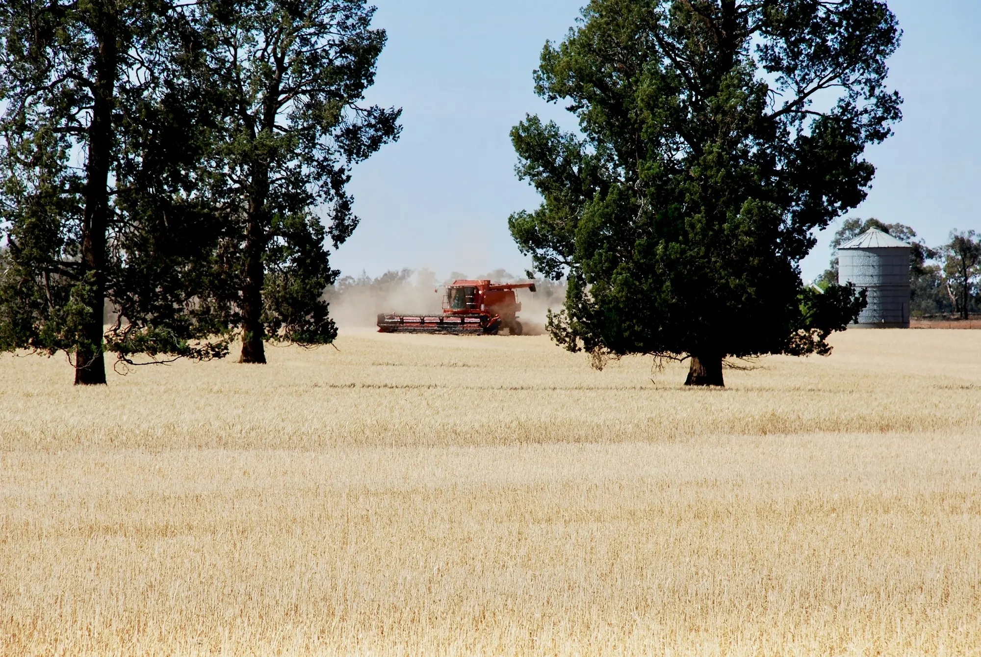 A header harvesting a golden wheat paddock between two large gum trees with a grain silo in the distance.